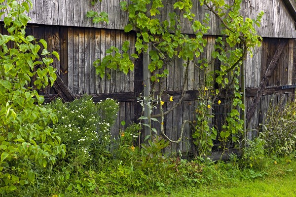 Wild vine growing on a barn wall