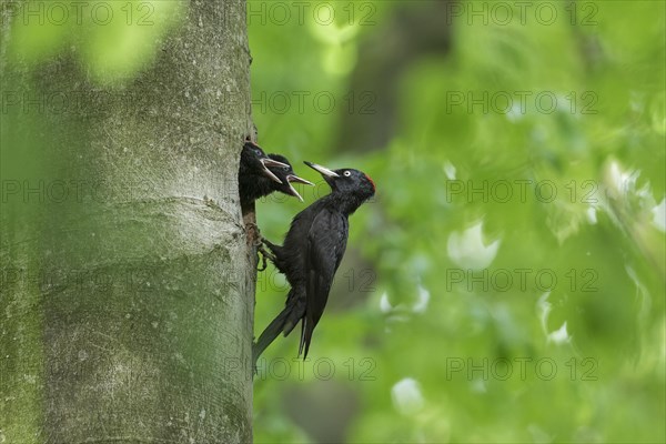 Black woodpecker