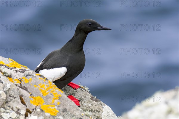 Black guillemot