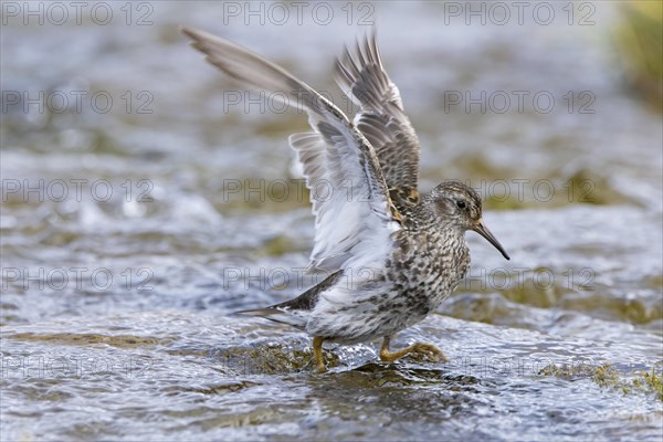 Purple sandpiper