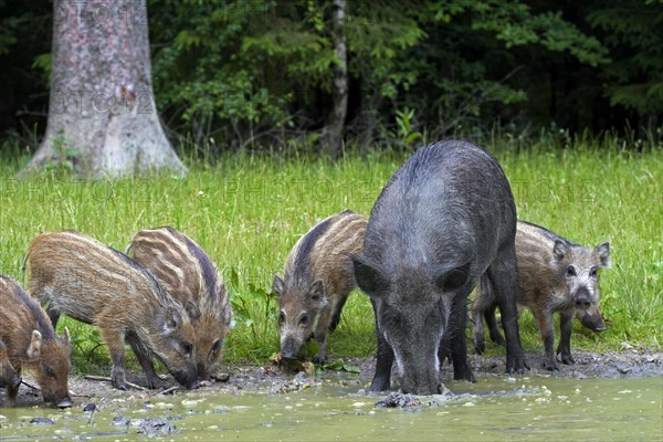 Wild boar