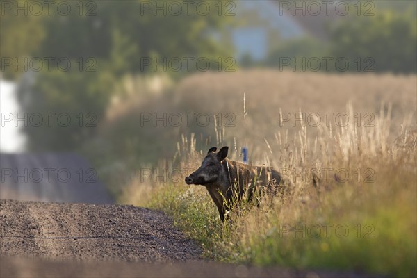 Wild boar