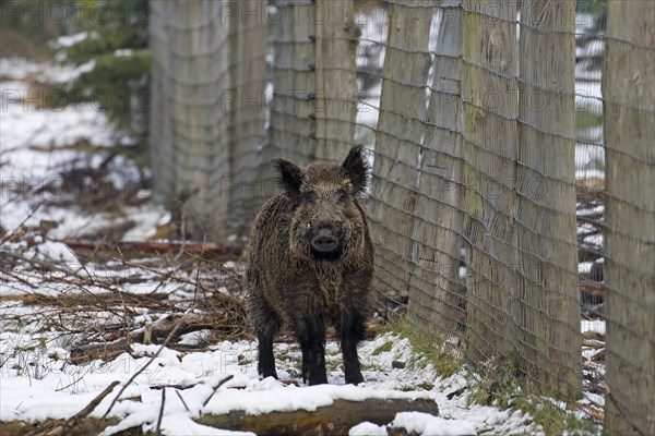 Solitary wild boar