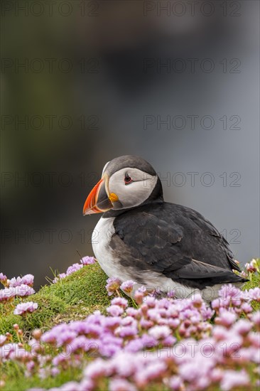 Atlantic puffin