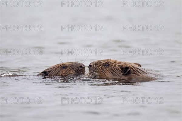 Close up of two Eurasian beavers