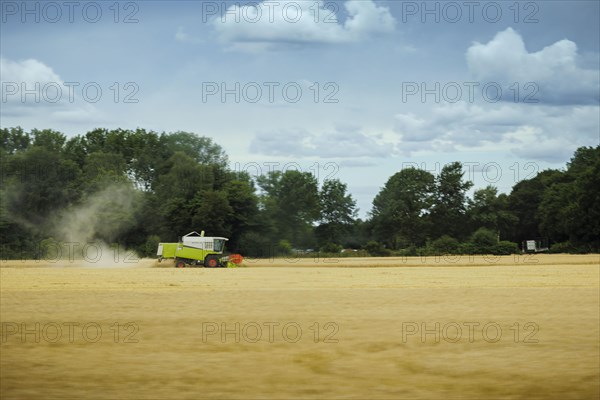 A combine harvester harvests grain in a corn field. Wesenberg