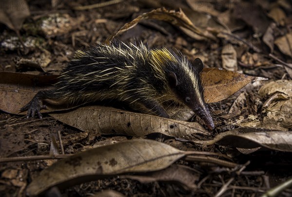 A striped tancrek on the forest floor of Masoala National Park in north-eastern Madagascar