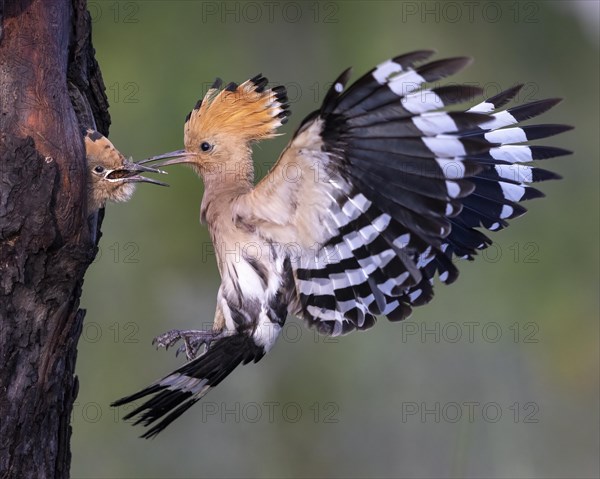 Hoopoe