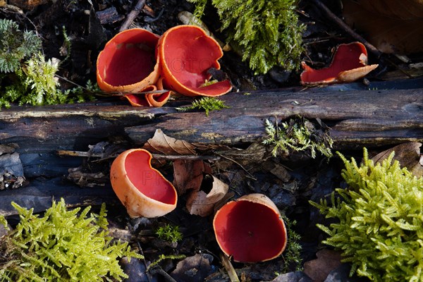 Austrian cup mushroom