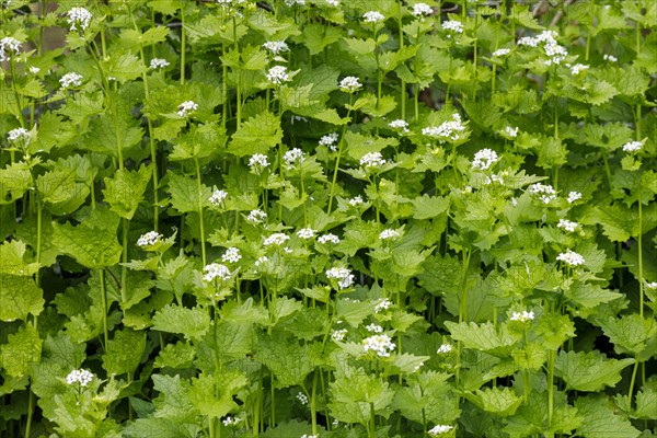 Garlic mustard