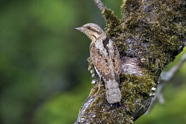 Eurasian wryneck