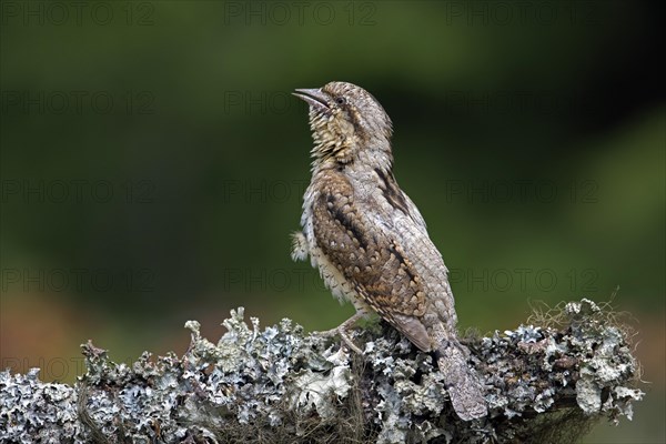 Eurasian wryneck