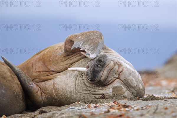 Male walrus