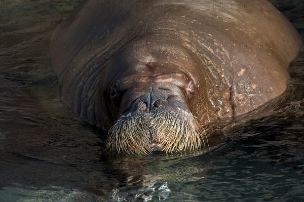 Walrus