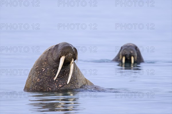 Two male walruses