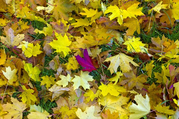 Maple leaves on a lawn