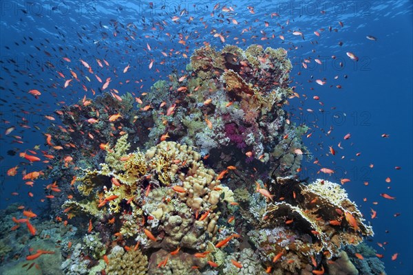 Coral block on coral reef