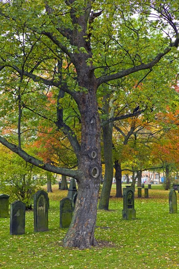 Old cemetery in the city centre