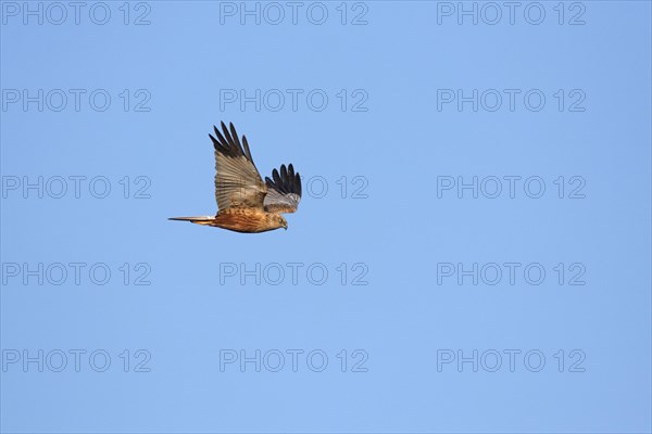 Marsh harrier