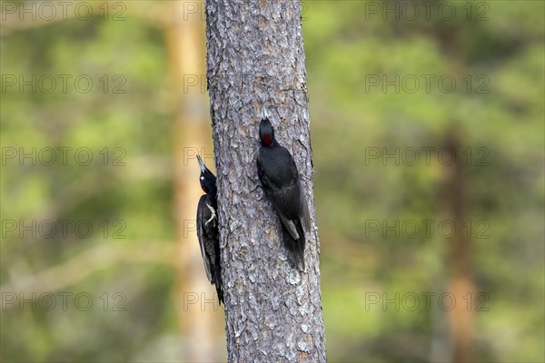 Black woodpecker