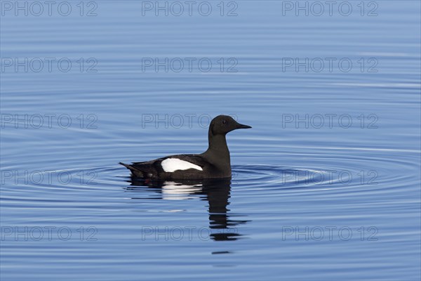 Black guillemot