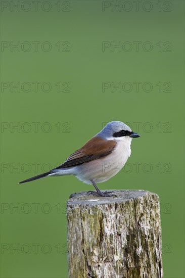 Red-backed shrike