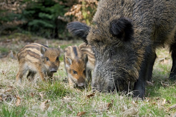 Wild boar