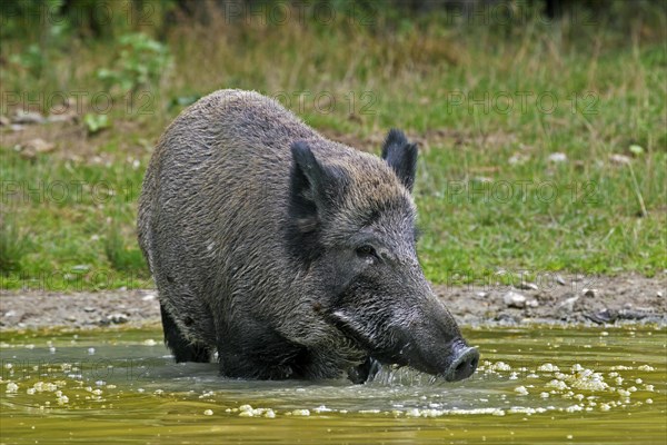 Wild boar