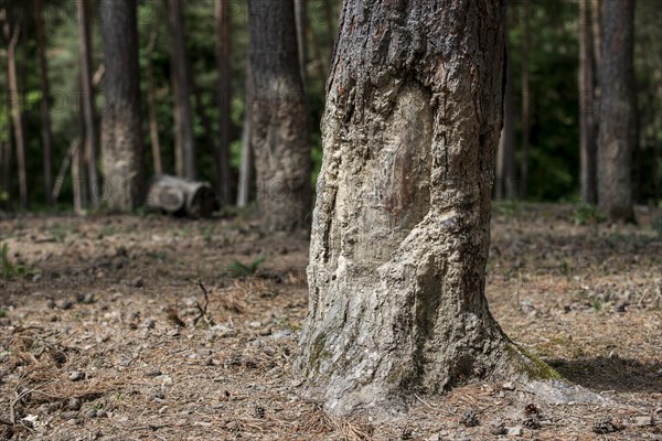 Tree bark