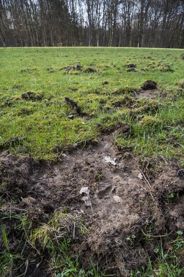 Footprint in ruined grassland