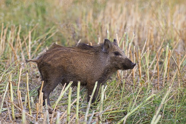 Wild boar