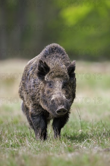 Solitary wild boar