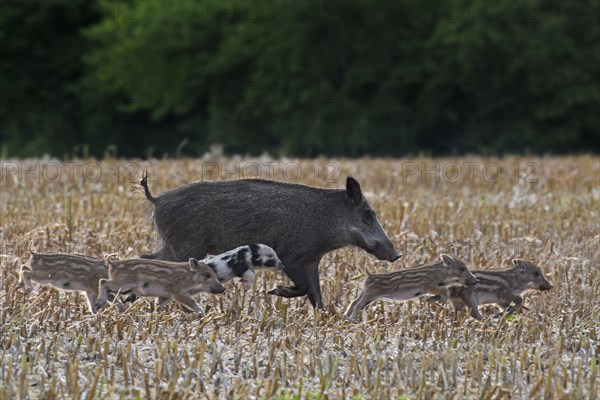 Wild boar