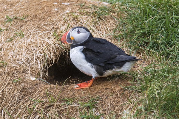 Atlantic puffin