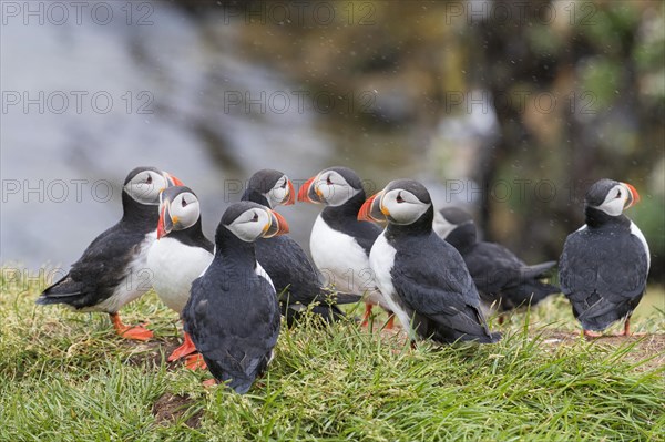 Atlantic puffins