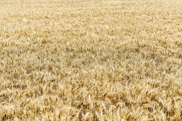 Triticale in a field