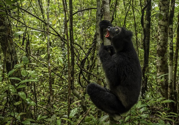 An Indri Lemur in the rainforests of Analamazaotra National Park in eastern Madagascar