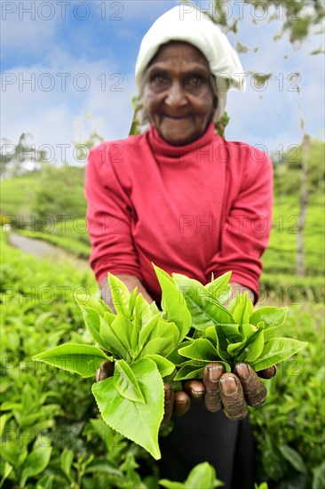 Elderly tea picker showing plucked tea leaves