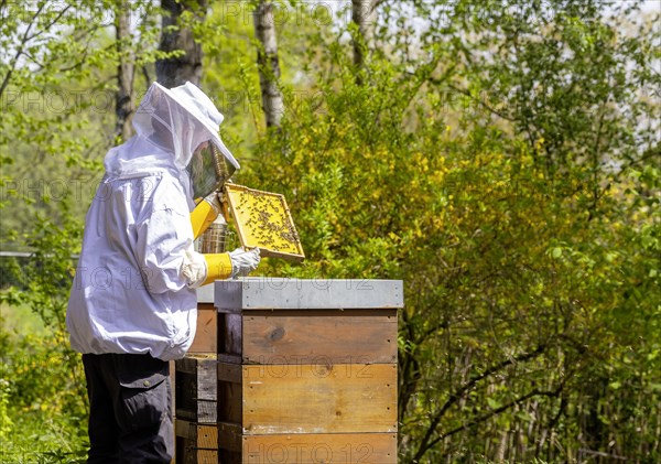 Beekeeper with smoker