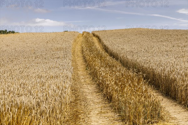 Rye field shortly in front of harvest