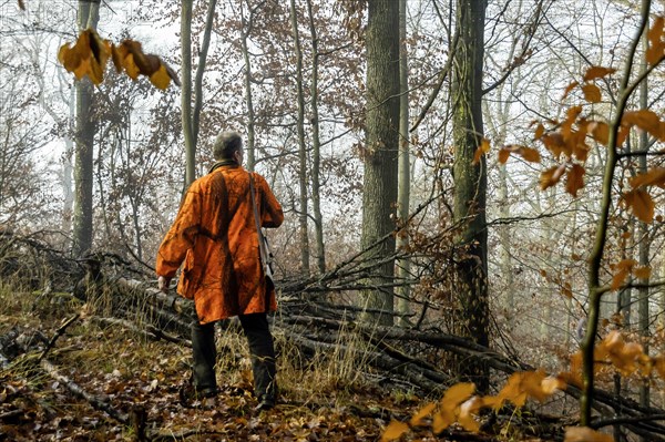 Driven hunt by hunters and beaters in Schoenbuch nature park Park