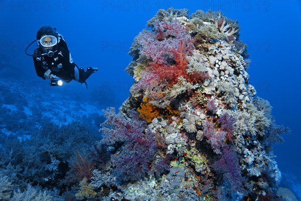 Diver looking at coral block densely covered with Klunzingers soft coral