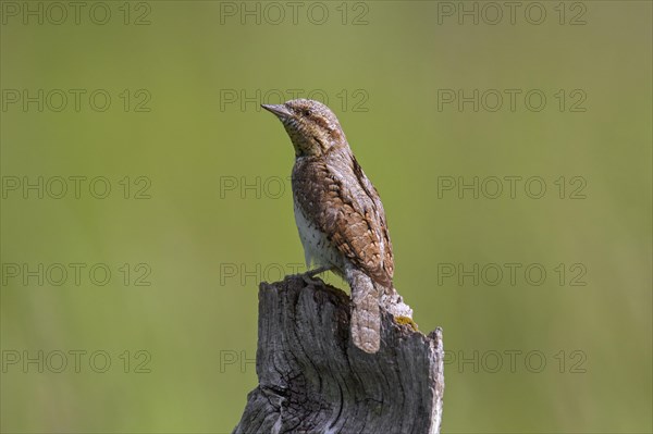 Eurasian wryneck