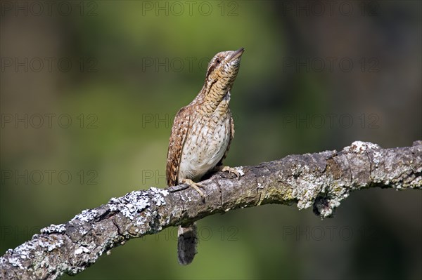 Eurasian wryneck