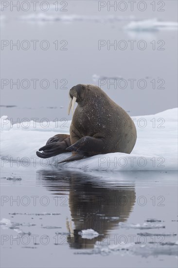 Walrus