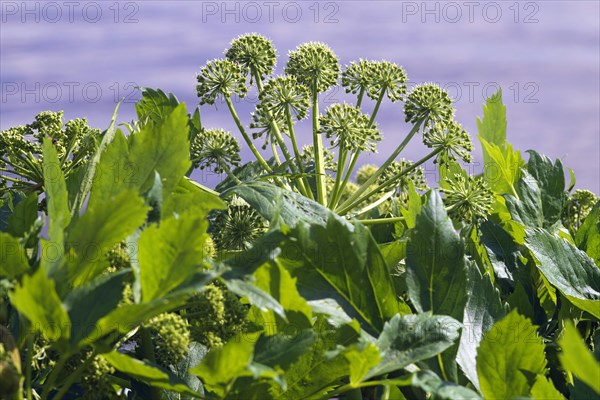 Giant hogweed