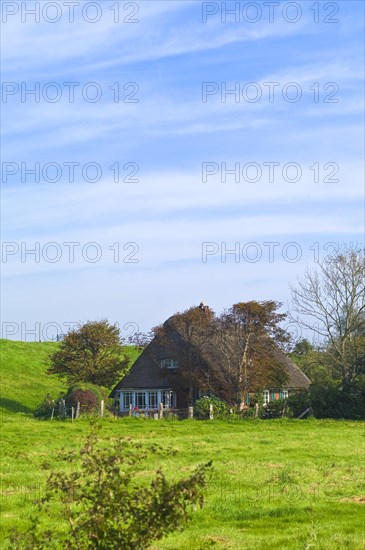 Thatched roof house behind the Elbe dike