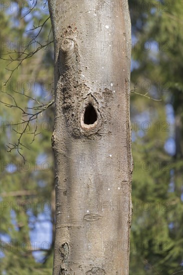 Nest