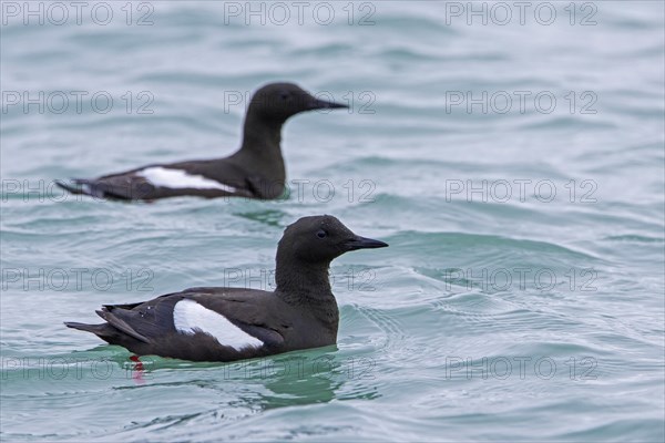 Two black guillemots