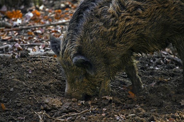 Wild boar